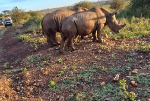 Nairobi National Park Halbtägige geführte Pirschfahrt mit Abholung