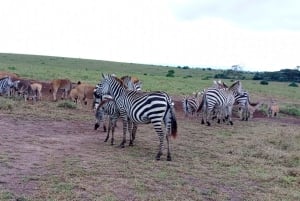 Nairobi National Park Halbtägige geführte Pirschfahrt mit Abholung