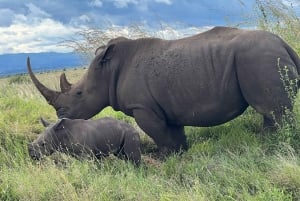 Nairobi National Park Halbtägige geführte Pirschfahrt mit Abholung