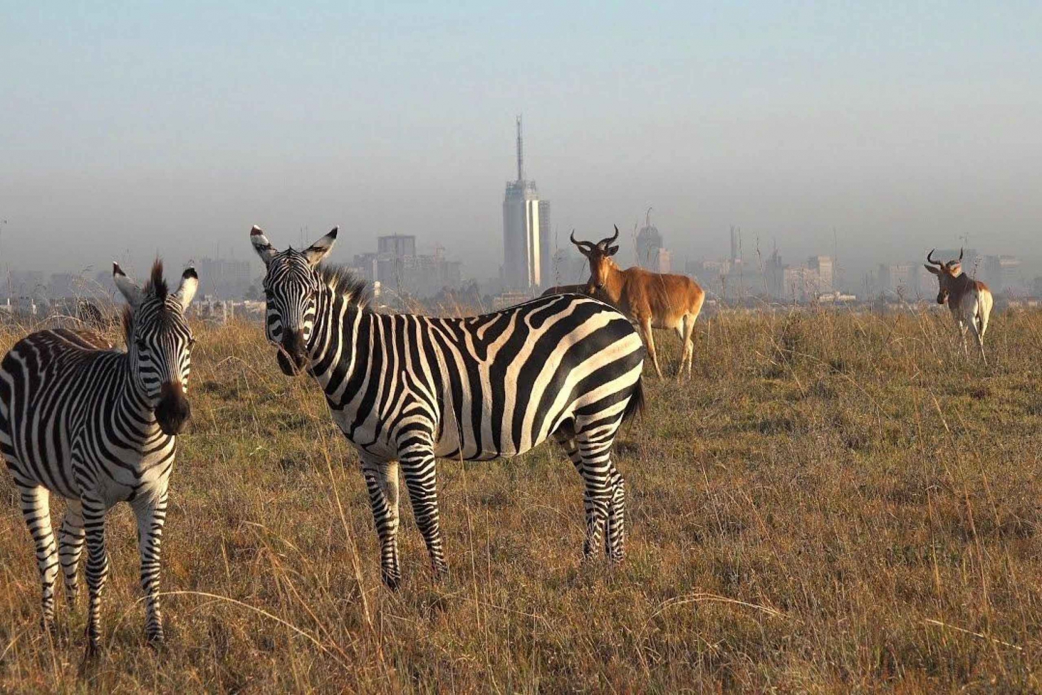 Nairobi National Park Half Day Guided Game Drive