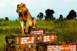 Nairobi National Park Half Day Guided Game Drive