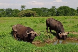 Nairobi: Nairobi National Park 5-hour Guided Game Drive