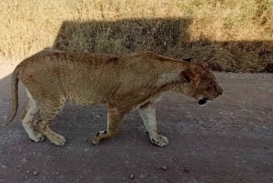 Nairobi: Nairobi National Park 5-hour Guided Game Drive