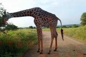 Nairobi: Nairobi National Park 5-hour Guided Game Drive