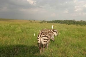 Nairobi: Nairobi National Park 5-hour Guided Game Drive