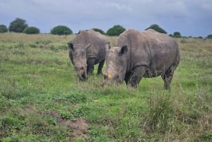 5 timmars safari i Nairobi National Park på morgonen/kvällen i 4x4-minibuss