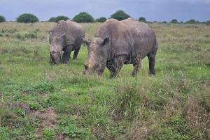 5 timmars safari i Nairobi National Park på morgonen/kvällen i 4x4-minibuss