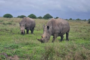 5 timmars safari i Nairobi National Park på morgonen/kvällen i 4x4-minibuss