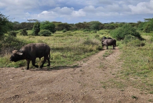 5 timmars safari i Nairobi National Park på morgonen/kvällen i 4x4-minibuss
