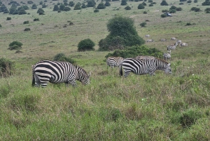5 timmars safari i Nairobi National Park på morgonen/kvällen i 4x4-minibuss
