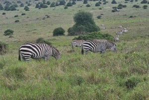 5 timmars safari i Nairobi National Park på morgonen/kvällen i 4x4-minibuss