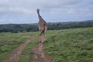 5 timmars safari i Nairobi National Park på morgonen/kvällen i 4x4-minibuss