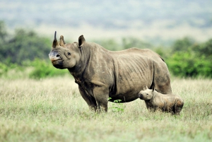 Nairobi National Park: Half-Day Guided Tour from Nairobi