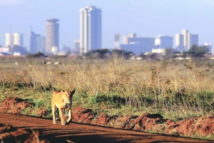Nairobi National Park: Half-Day Guided Tour from Nairobi