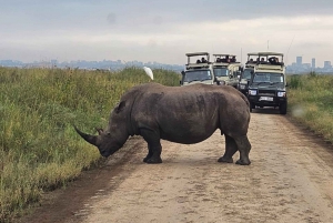 Nairobi National Park Guided GameDrive & Wildlife Experience