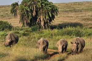 Nairobi National Park Guided GameDrive & Wildlife Experience