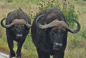 Nairobi National Park Guided GameDrive & Wildlife Experience