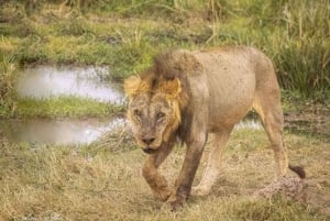 Nairobi National Park Half Day Guided Tour
