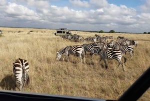 Nairobi National Park Half Day Guided Tour
