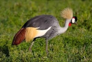 Nairobi National Park Half Day Guided Tour