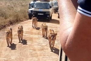 Nairobi National Park Half Day Guided Tour