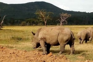 Nairobi National Park Half Day Guided Tour