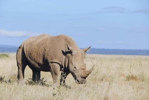 Nairobi National Park Half Day Guided Tour