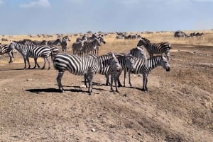 Nairobi National Park Half Day Guided Tour