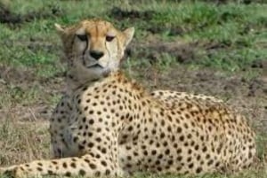 Nairobi National Park Half Day Guided Tour