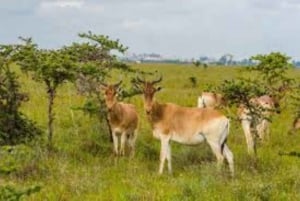 Nairobi National Park Half Day Guided Tour