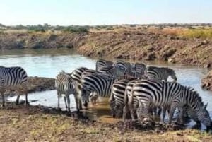 Nairobi National Park Half Day Guided Tour