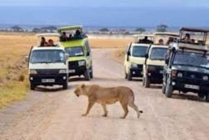 Nairobi National Park Half Day Guided Tour