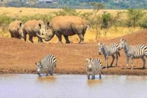 Nairobi National Park Half Day Guided Tour
