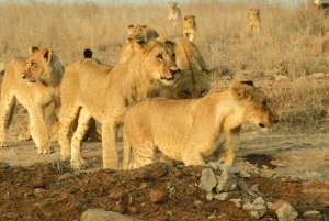 Nairobi National Park halve dag tour met gids