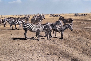 Nairobi National Park halve dag tour met gids
