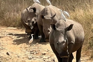 Nairobi National Park halve dag tour met gids