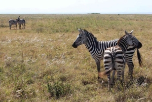 Nairobi National Park halve dag tour met gids