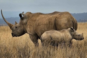 Nairobi National Park halve dag tour met gids