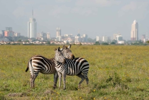 Nairobi National Park halve dag tour met gids