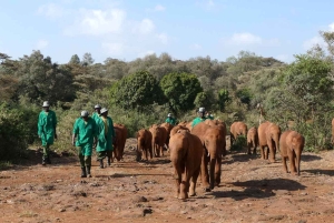 Nairobi National Park halve dag tour met gids