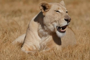 Nairobi National Park halve dag tour met gids