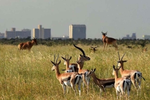 Nairobi National Park halve dag tour met gids