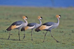 Nairobi National Park halve dag tour met gids