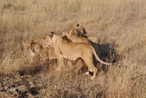 Nairobi National Park halve dag tour met gids