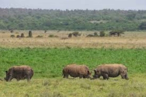 Nairobi National Park halve dag tour met gids