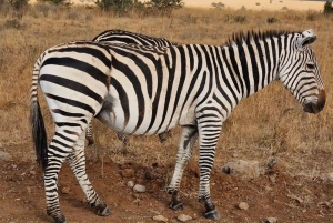 Nairobi National Park halve dag tour met gids