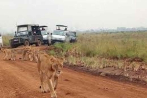 Nairobi National Park halve dag tour met gids