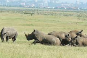Nairobi National Park halve dag tour met gids