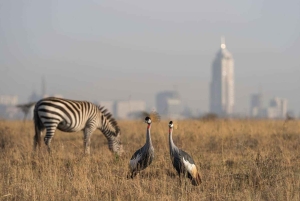 Nairobi National Park halve dag tour met gids