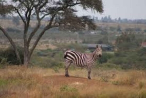 Nairobi National Park halve dag tour met gids